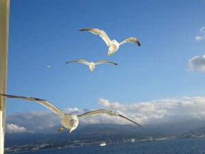 5日目　かもめ見送り